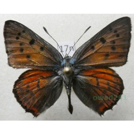 Lycaena alciphron (Rottemburg, 1775) male Czerwończyk zamgleniec Poland17n